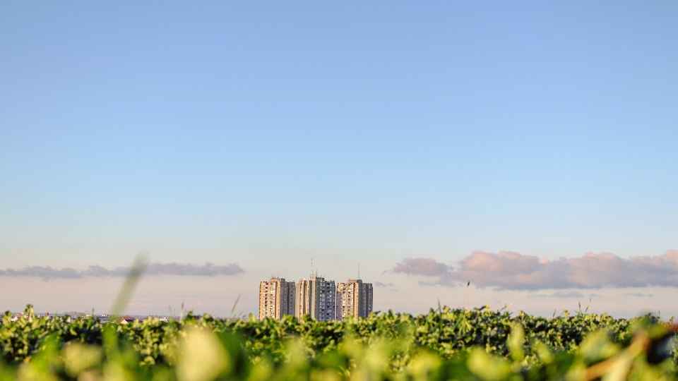 A city skyline can be seen in the distance in front of blue sky and behind green grass