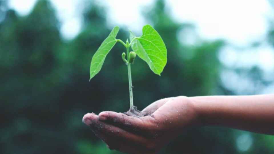 A hand reaches out holding a plant and the soil of its roots