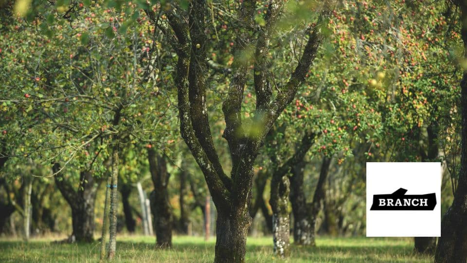 Branch Cider Fundraiser: A photo of an orchard in spring